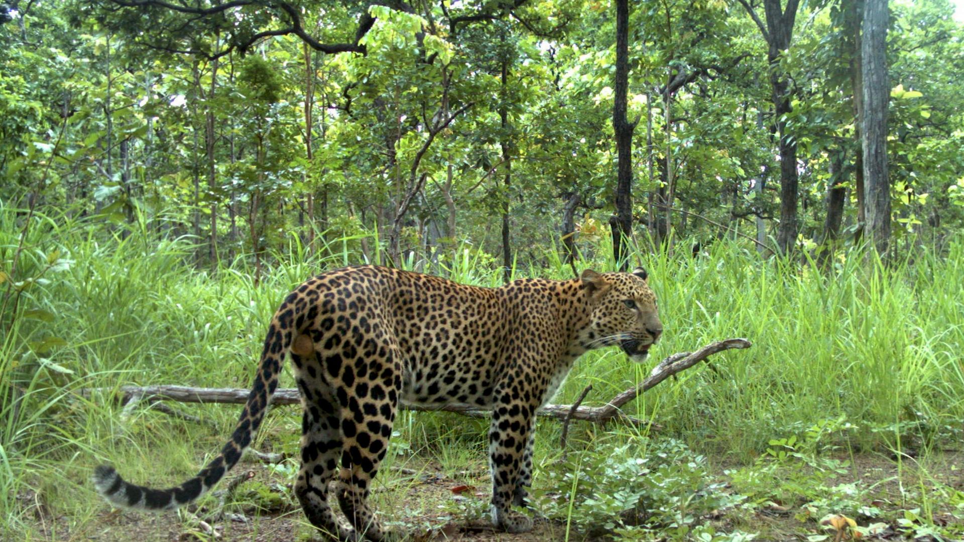 Ein Leopard im Regenwald in Kambodscha