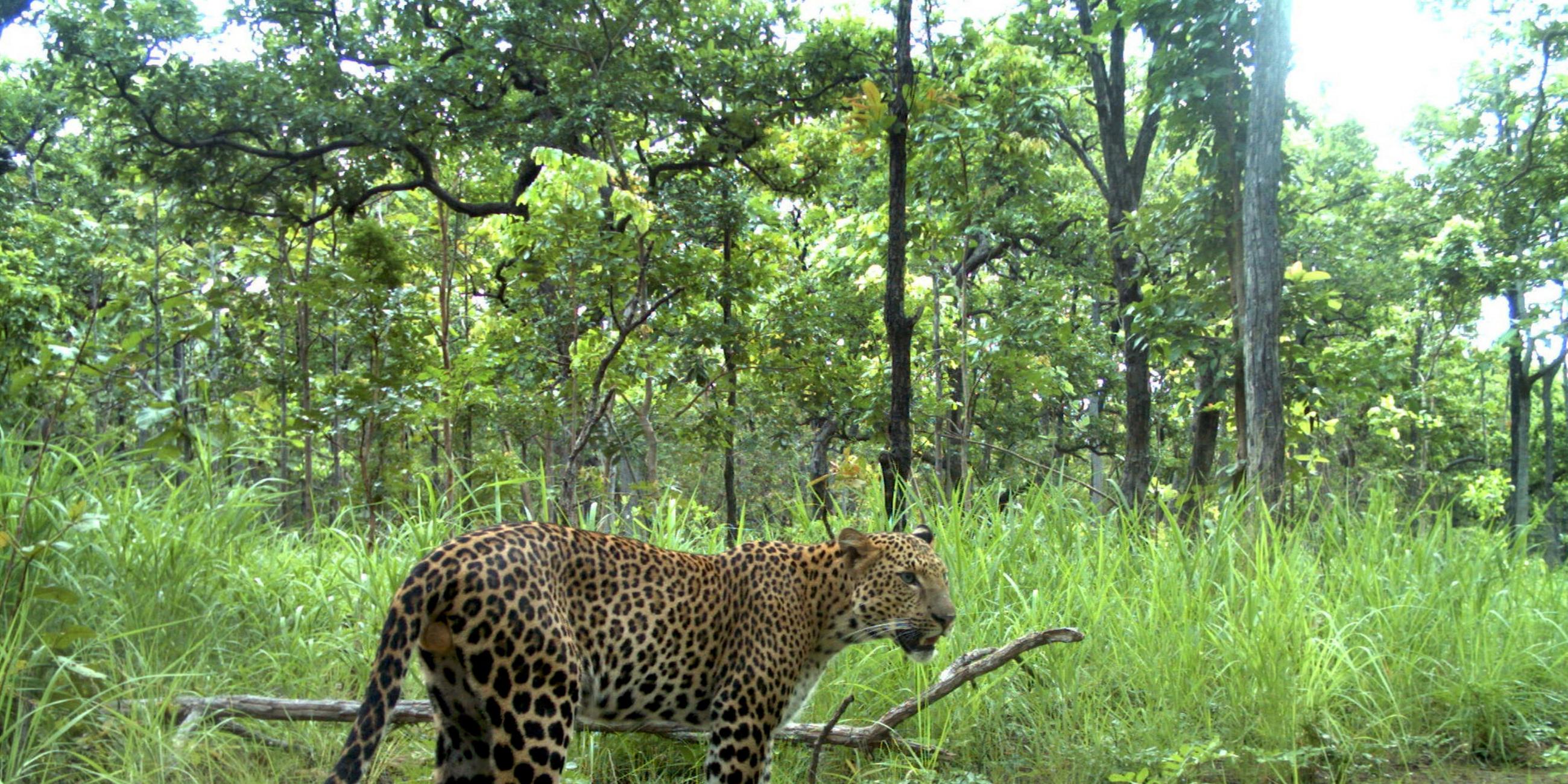 Ein Leopard im Regenwald in Kambodscha