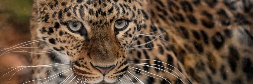 Leoprad in Nord China