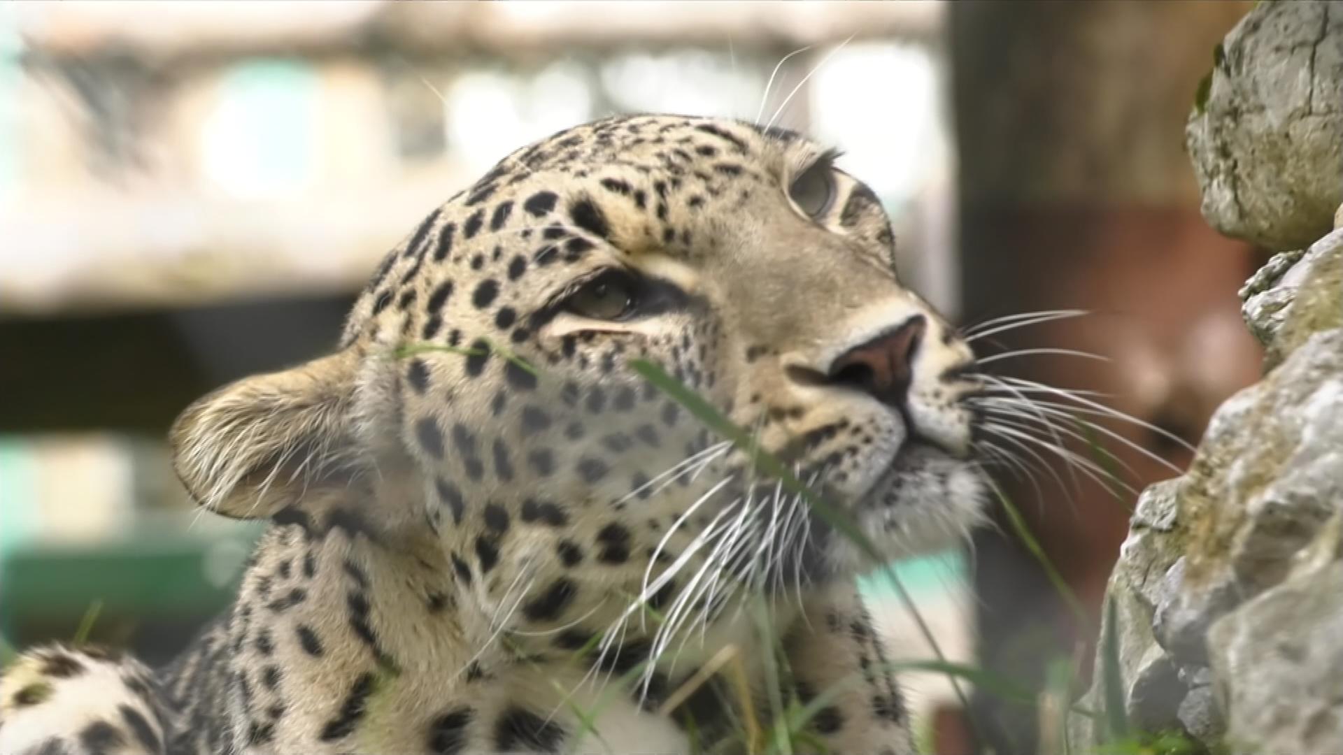Kaukasus - Leopard in Auffangstation Sotschi