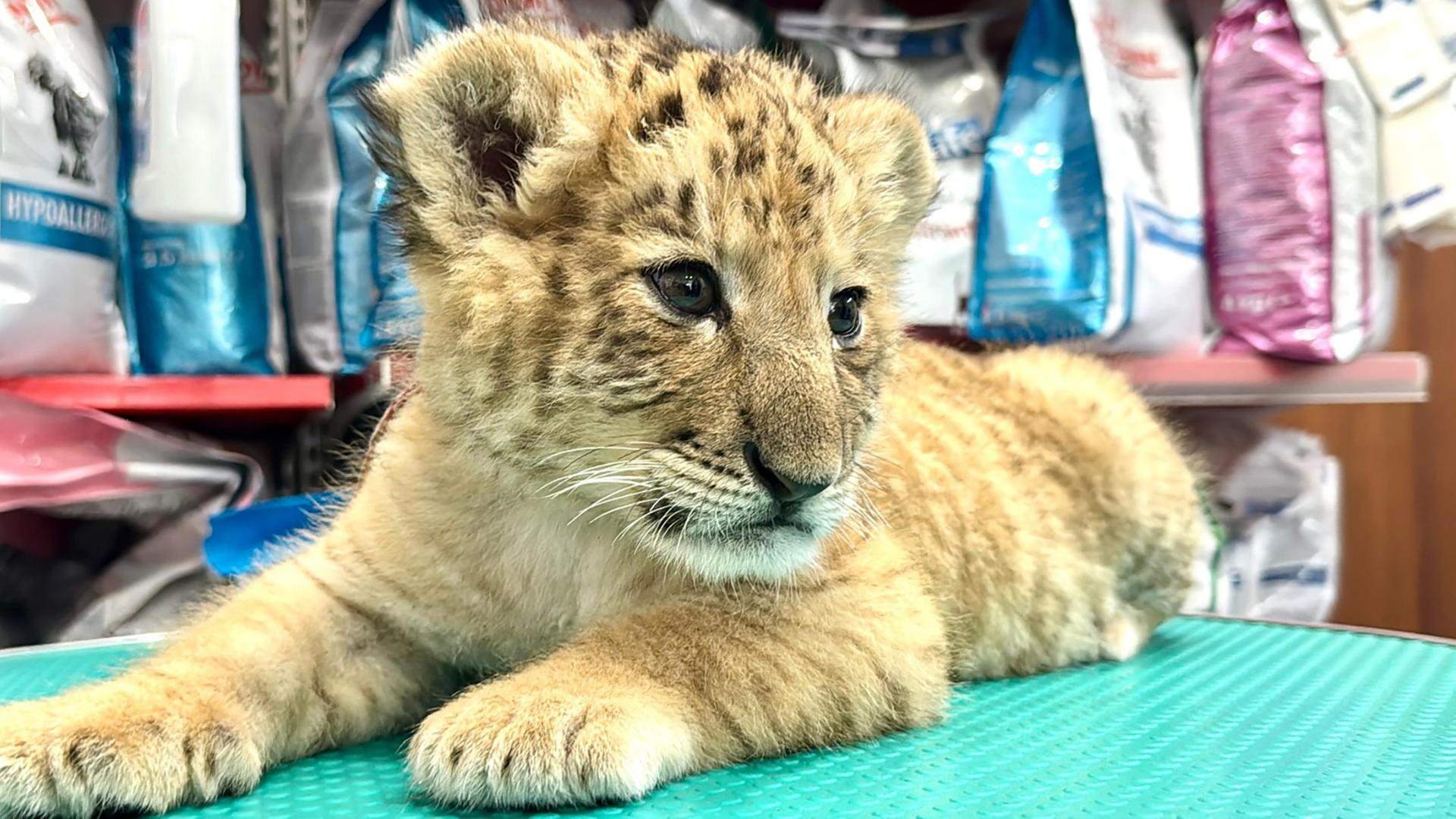 Ein Liger-Baby sitzt auf einer Bank 