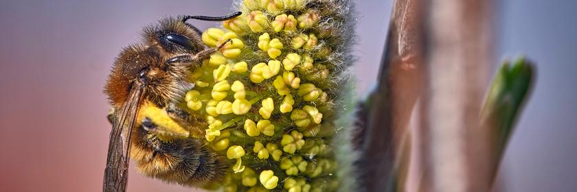 Lockensandbiene hält sich an einer Blüte fest