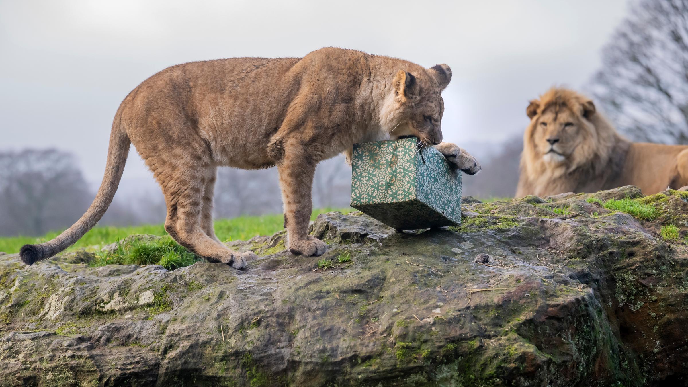 Im Vordergrund steht ein Löwenjunges auf einem Felsen und knabbert neugierig an einem bunt verpackten Geschenk. Dahinter beobachtet ein erwachsener Löwe ruhig, was da Spannendes passiert.