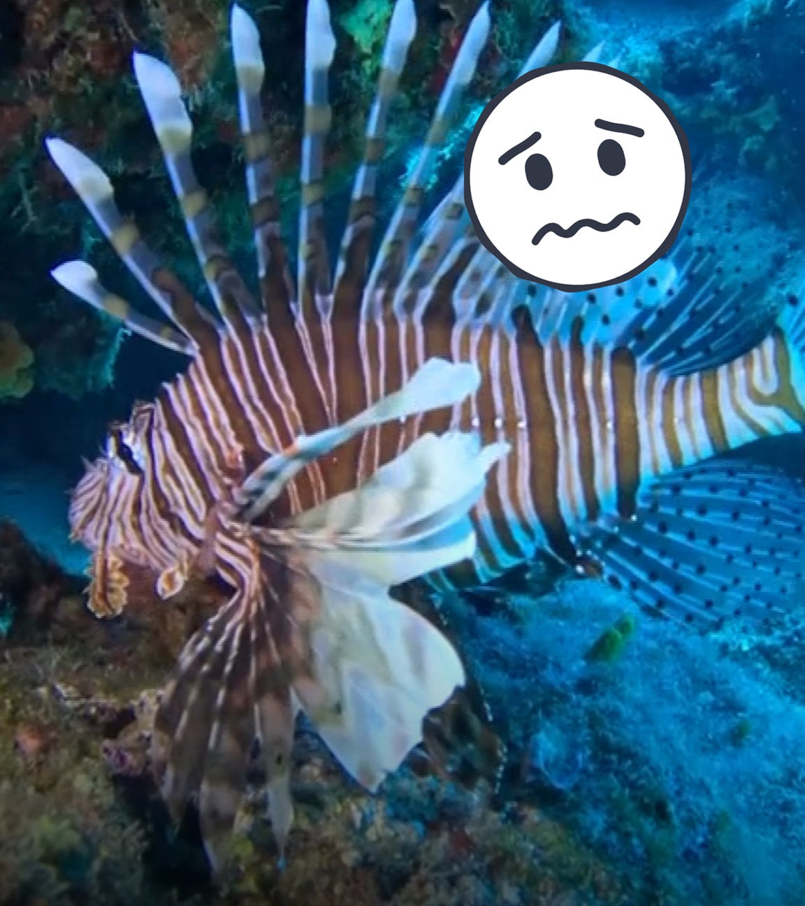 Löwenfisch unter Wasser, daneben nachdenkliches, besorgtes Emoji-Gesicht