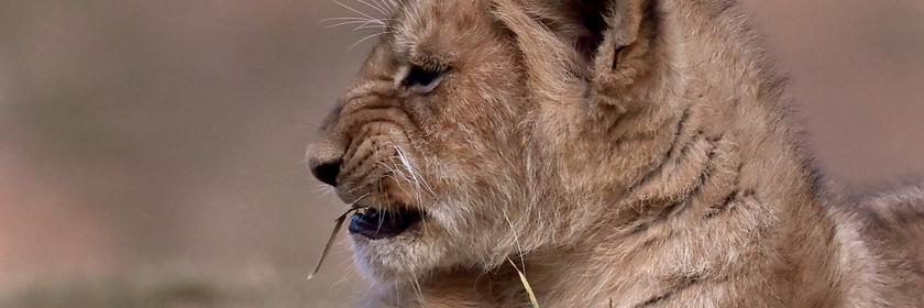 Ein Löwenbaby probiert einen Grashalm in Melbourne