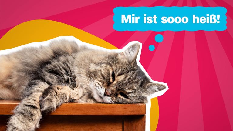 Katze mit Denkblase "Mir ist so heiß!"