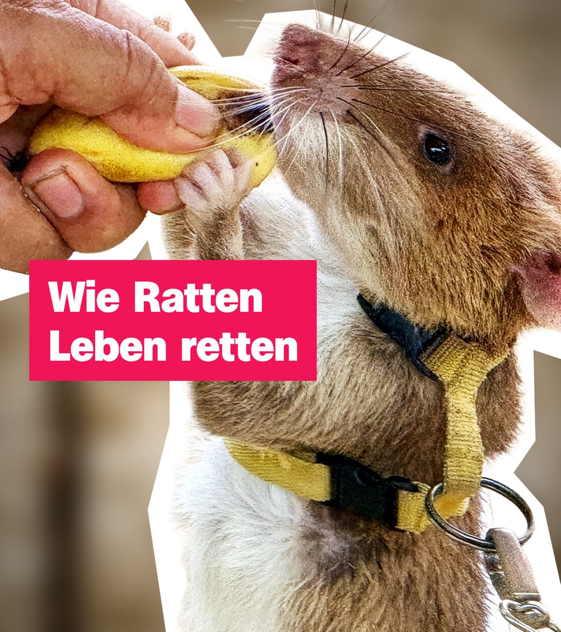 Eine Ratte mit Geschirr, darauf der Text "Wie Ratten Leben retten"