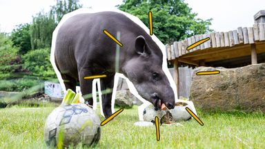 Tapir Theo erschnüffelt einen Ball mit Gemüse-Leckerchen