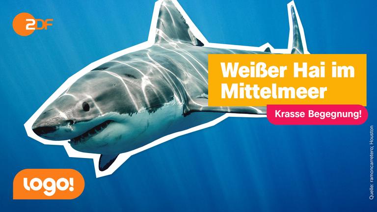 Ein weißer Hai im Meer. Daneben steht in einem Kasten: Krasse Begegnung!, Weißer Hai im Mittelmeer