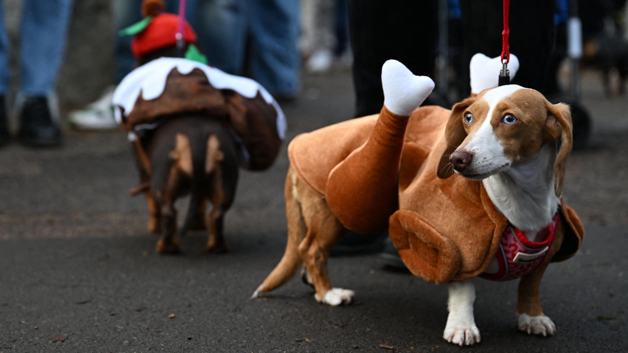 Beim Christmas Hyde Park Suasage Dog Festival verkleiden viele Menschen ihre Hunde mit festlichen Kostümen und Hüten.
