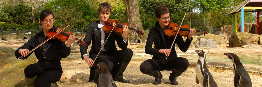 In einem Zoo in London spielen Musiker eines Orchesters Geige – und die Pinguine hören neugierig zu.