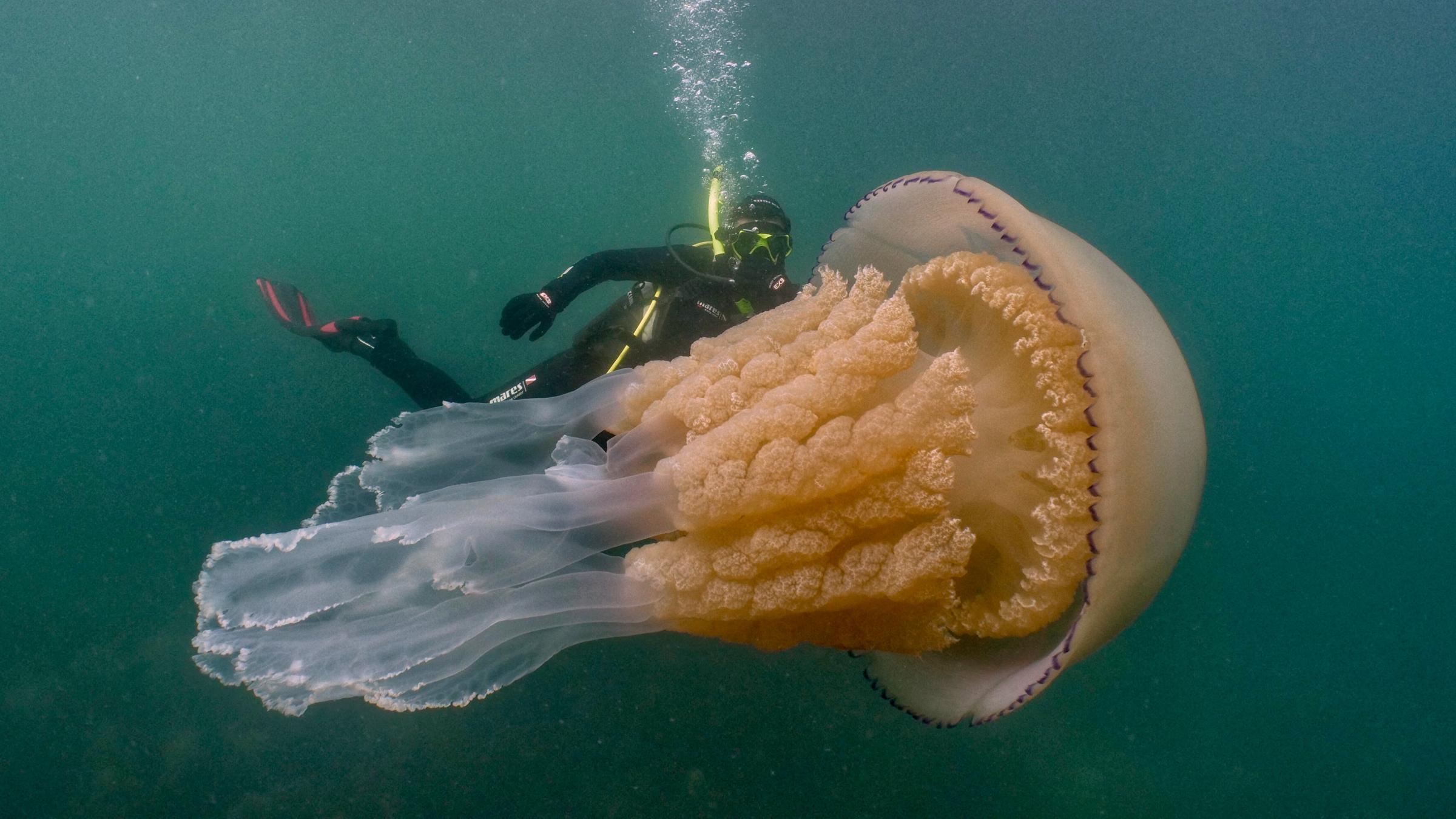Eine riesige hell-orangefarbene Qualle treibt, mit ihrem Schirm nach rechts gerichtet durch das grünliche Wasser. Hinter ihr ist ein Taucher zu sehen, der kleiner erscheit als die Qualle.