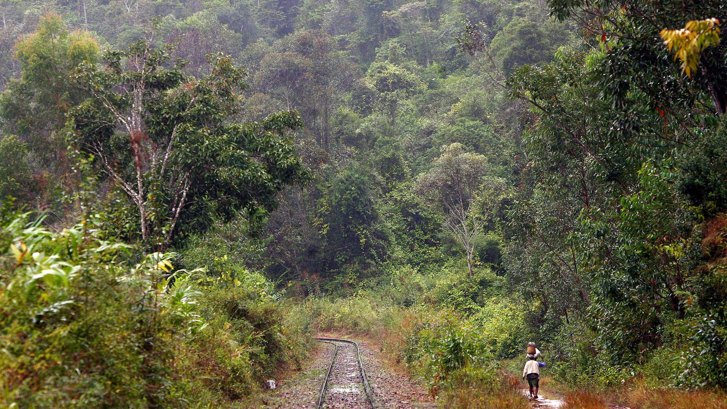 Regenwald in Madagaskar