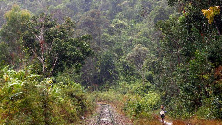 Regenwald in Madagaskar