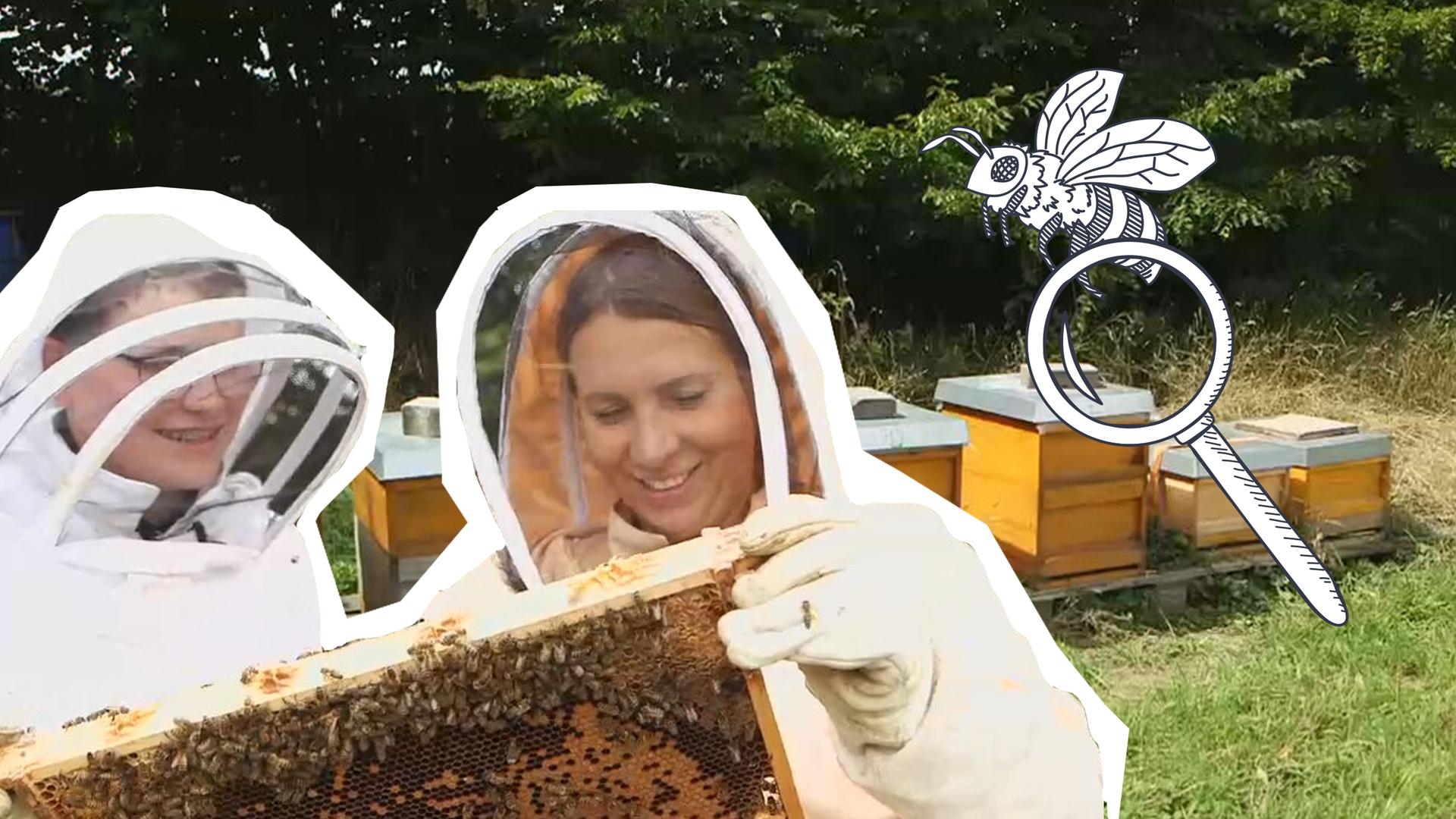 Reporterin Magdalena sucht Bienenkönigin