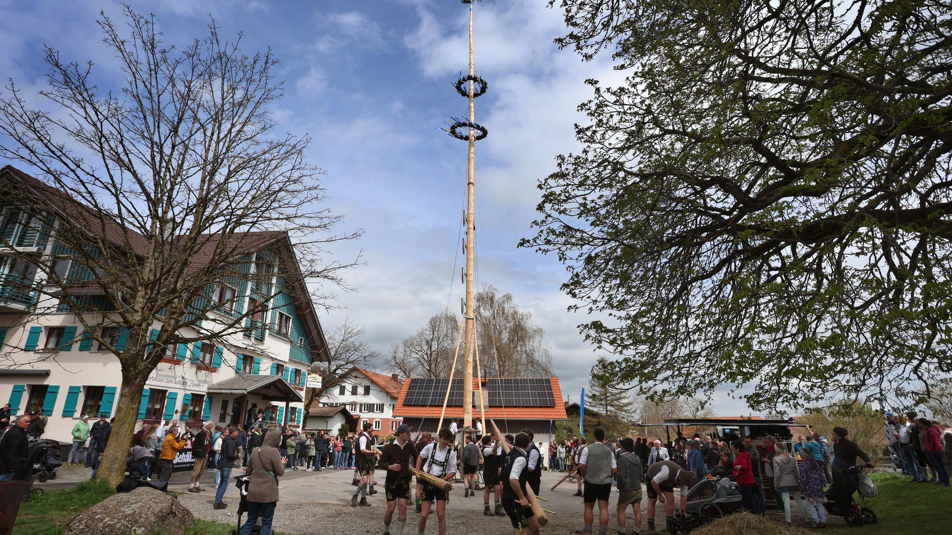 Stück für Stück wird im Ortsteil Akams ein Maibaum von Mitgliedern der örtlichen Vereine mit Hilfe von Holzstangen auf traditionelle Art und Weise aufgestellt