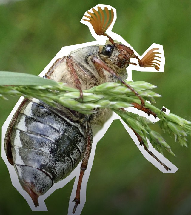 Maikäfer