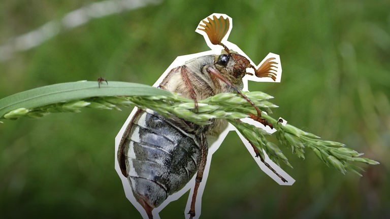 Maikäfer