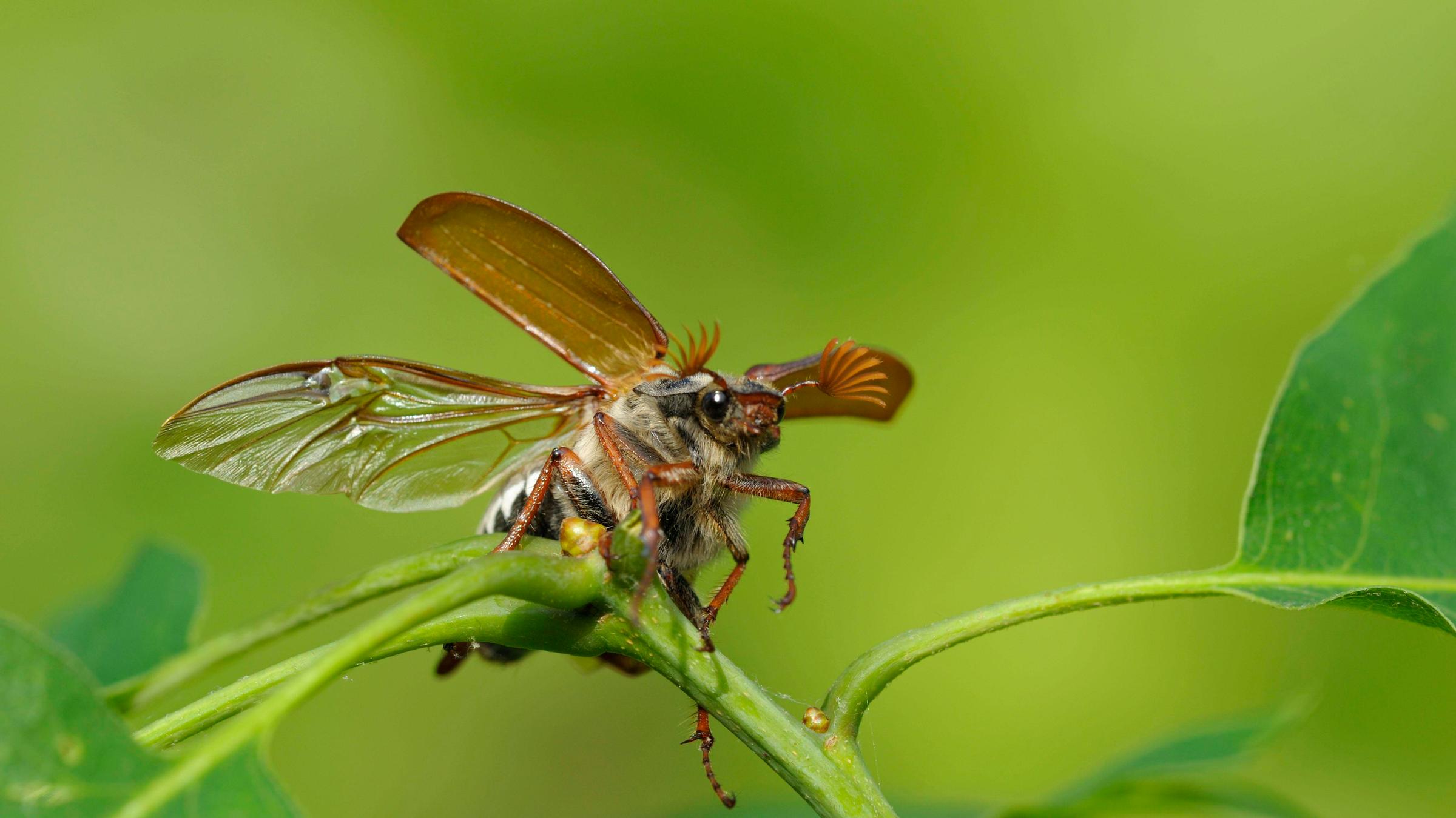 Maikäfer im Abflug