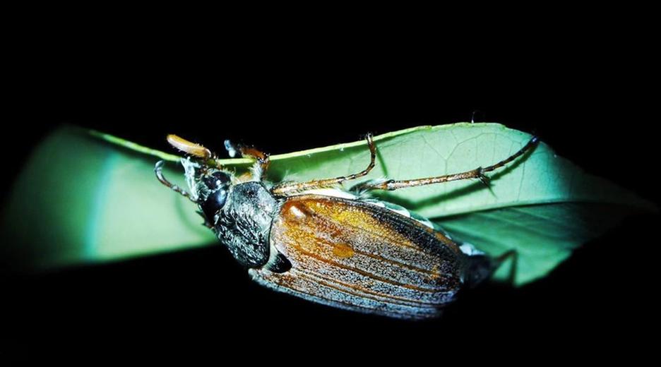Maikäfer bei Nacht