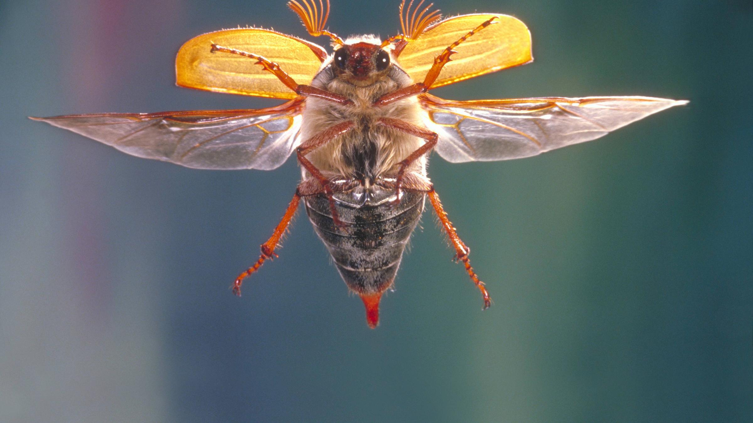 Fliegender Maikäfer