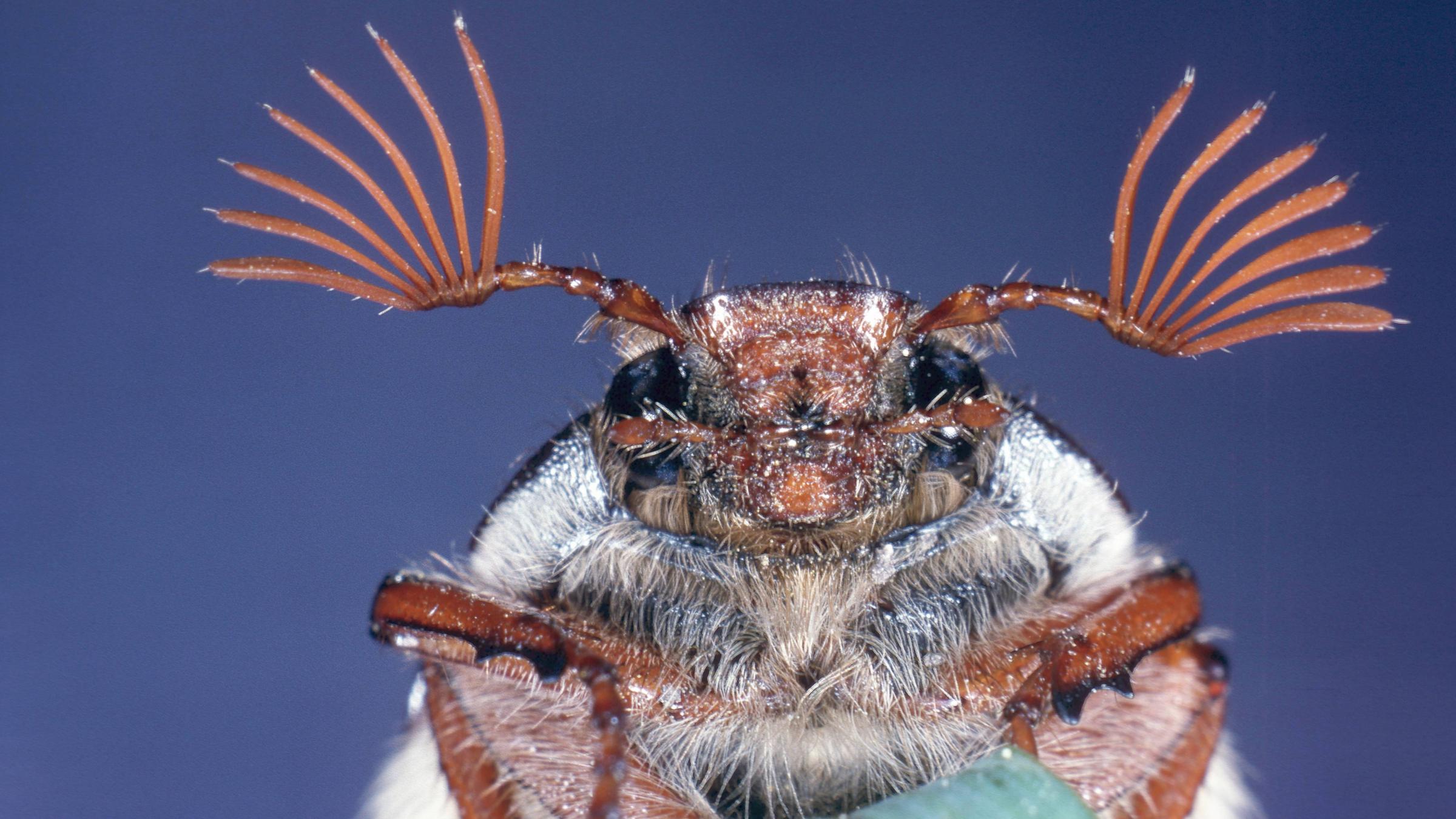 Maikäfer in Nahaufnahme