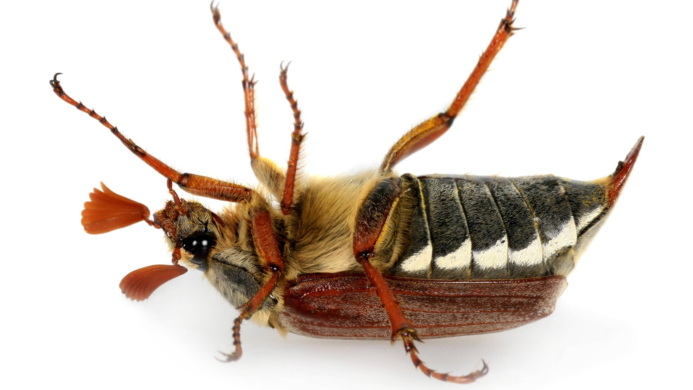 Maikäfer zappelt auf dem Rücken