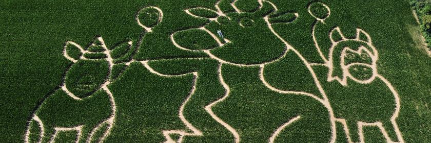 Ein grünes Maisfeld mit einem Labyrinth, das ein Schwein, eine Kuh und ein Pferd zeigt. 