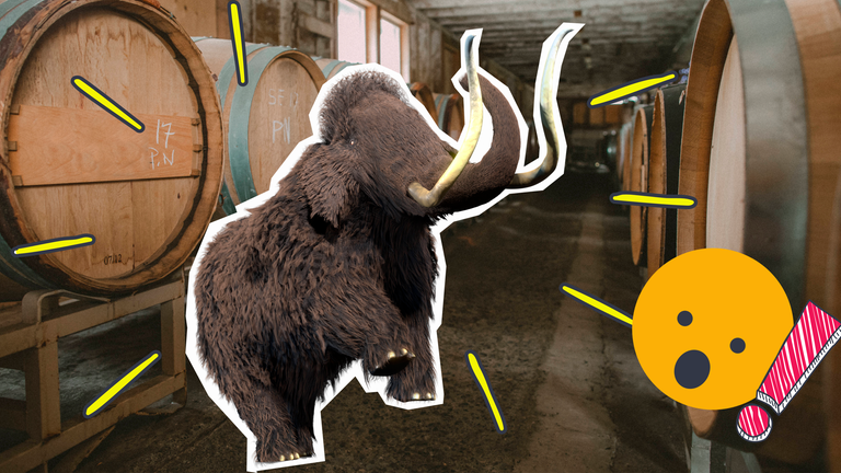 Mammut im Weinkeller mit erstauntem Smilie und AUsrufezeichen