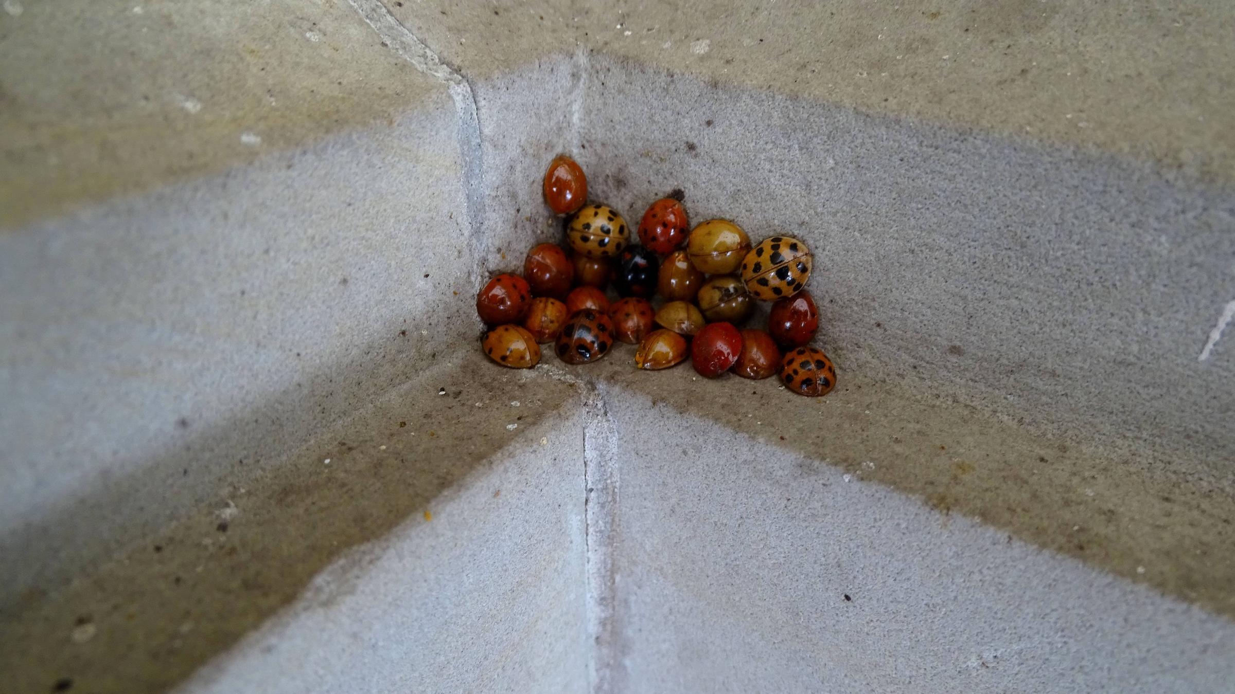 Marienkäfer bilden Haufen in einer Kellerecke