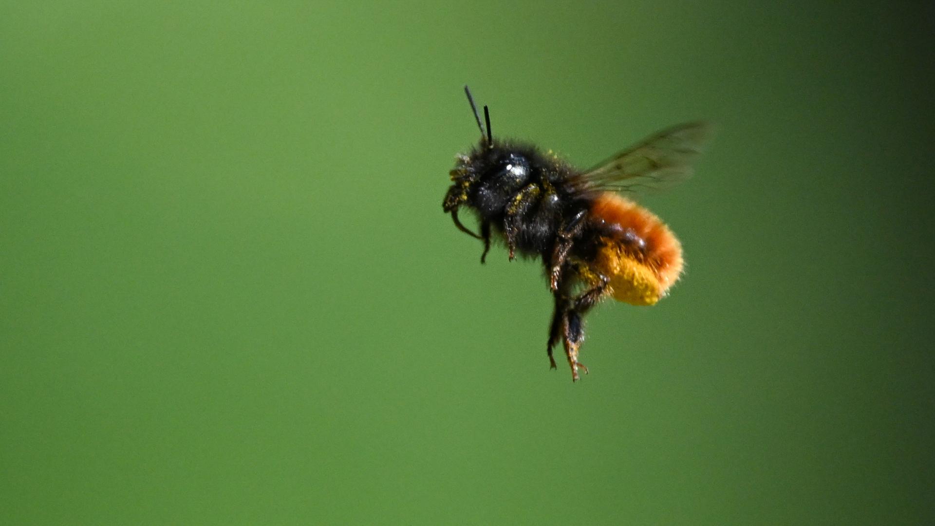 Mauerbine im Flug auf grünem, unscharfem Hintergrund