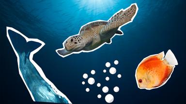 Eine Collage zeigt einen Wal, eine Schildkröte und einen orangenen Fisch unter Wasser.