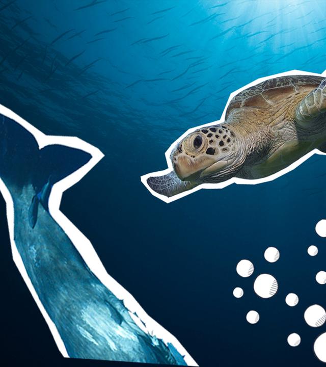 Eine Collage zeigt einen Wal, eine Schildkröte und einen orangenen Fisch unter Wasser.