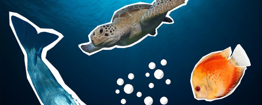 Eine Collage zeigt einen Wal, eine Schildkröte und einen orangenen Fisch unter Wasser.