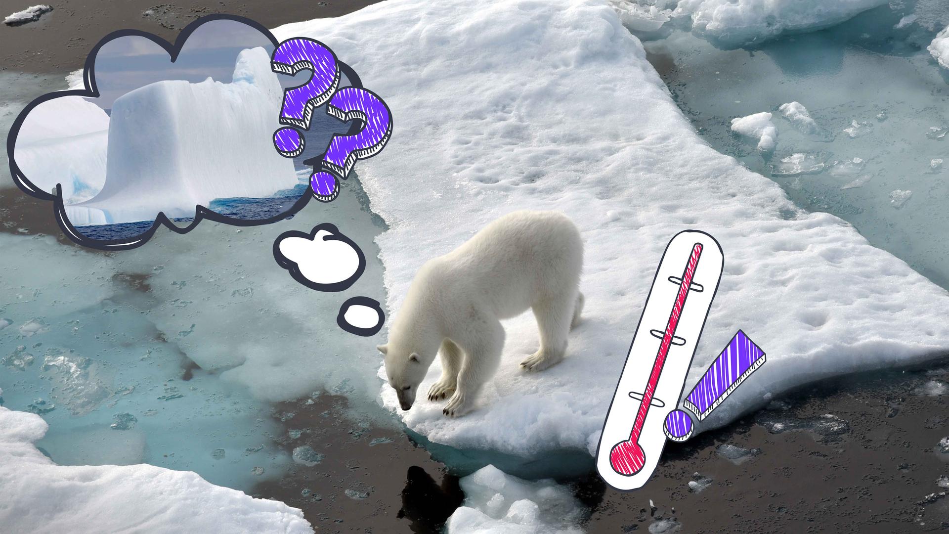 Wo ist der Eisberg hin? Das scheint sich dieser Eisbär zu fragen - ohne Meereis schwindet sein Lebensraum.