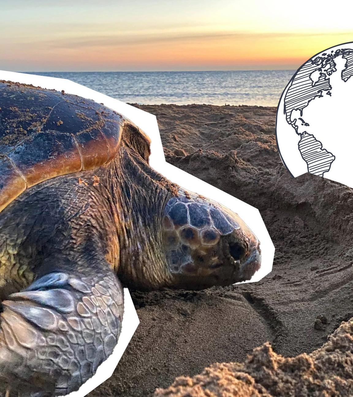 Schildkröten passen ihre Eiablage an den Klimawandel an