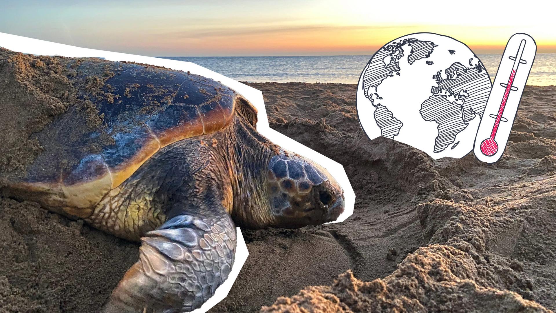 Schildkröten passen ihre Eiablage an den Klimawandel an
