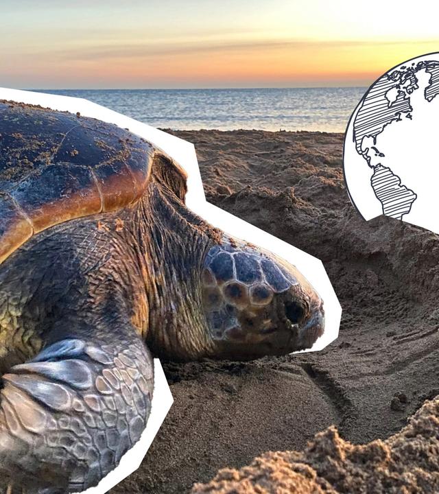 Schildkröten passen ihre Eiablage an den Klimawandel an