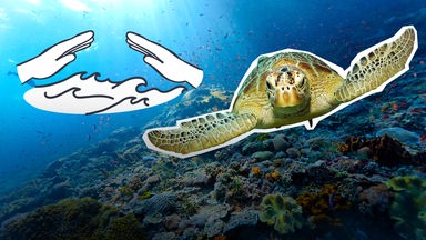 Eine Meeresschildkröte, dazu Hände und Wasser