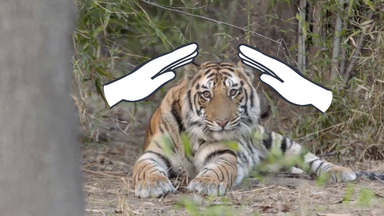 Tiger 
