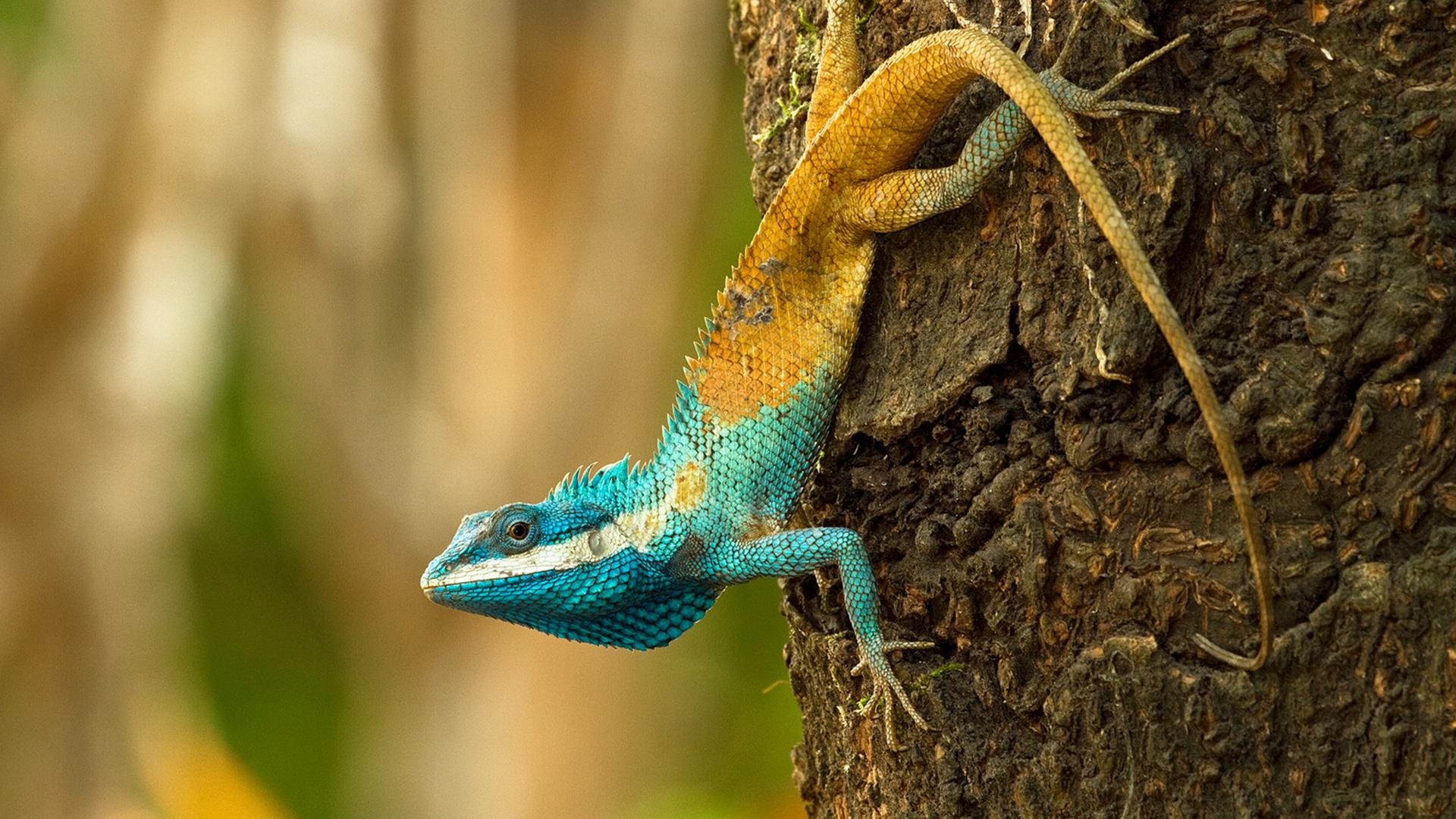 Einer kambodschanische Eidechse, die ihre Farbe als Verteidigungsmechanismus verändert.