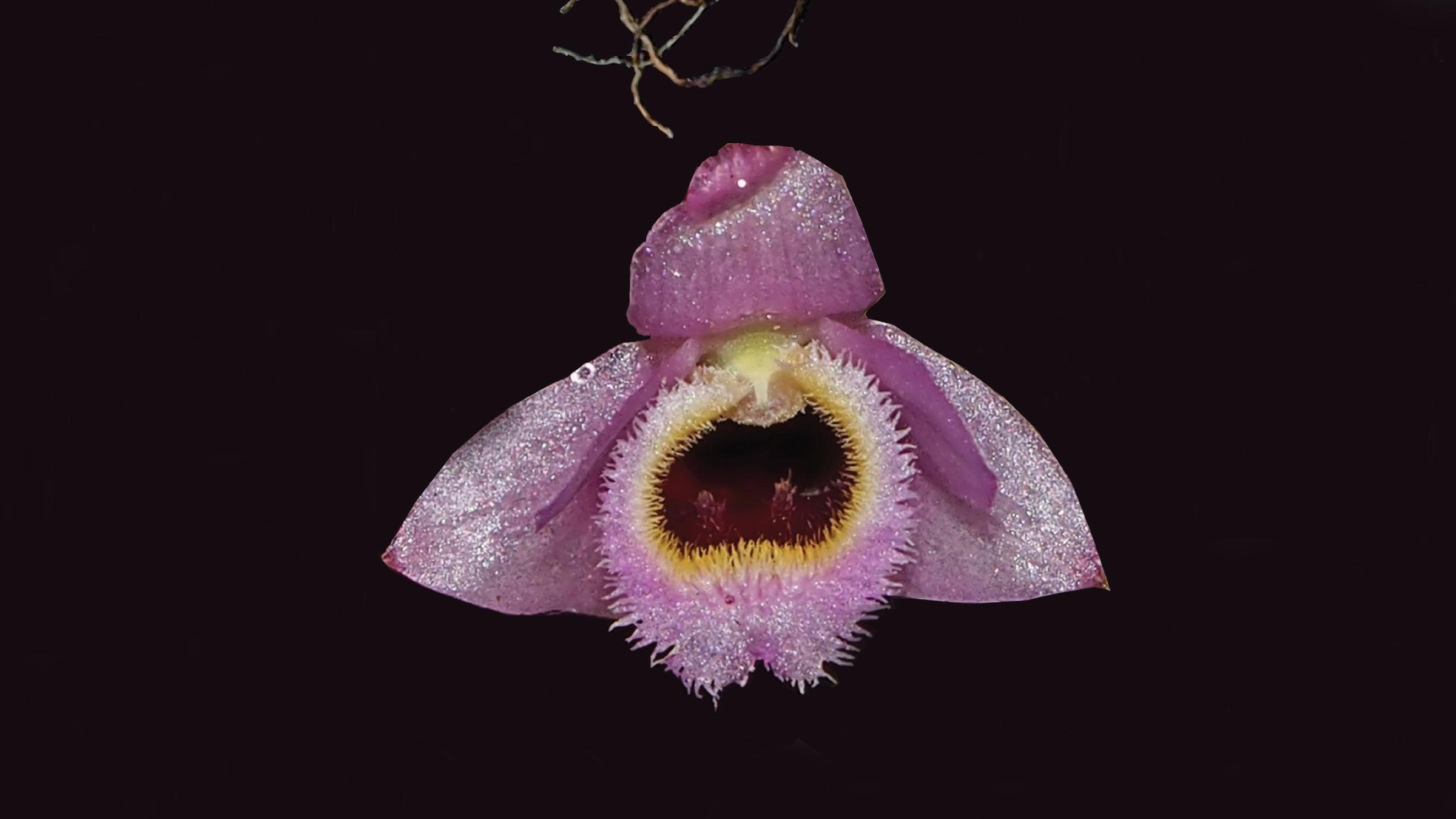 neuentdeckte Arten in der Mekong-Region