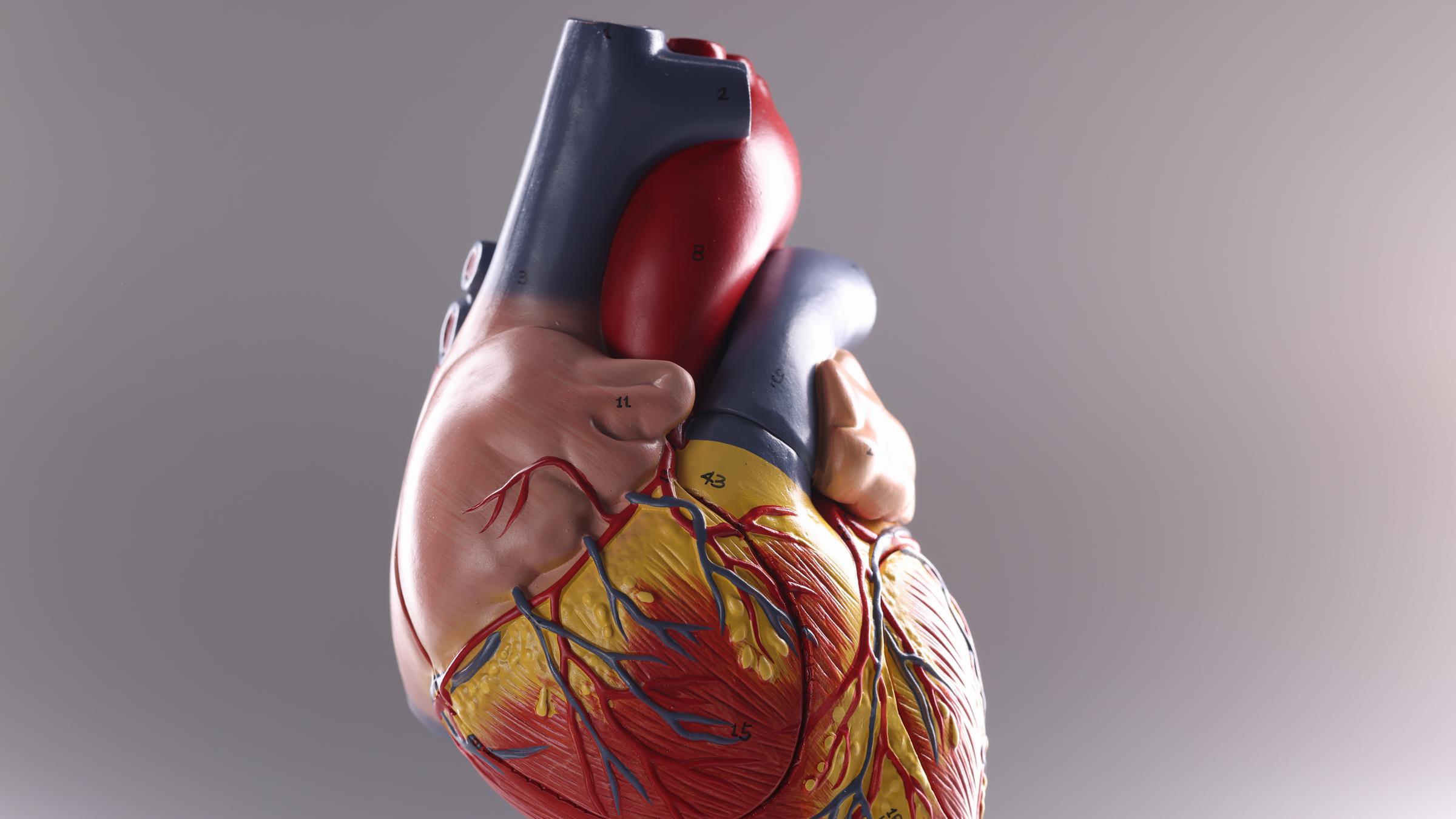 Das Herz eines Menschen: Modell 