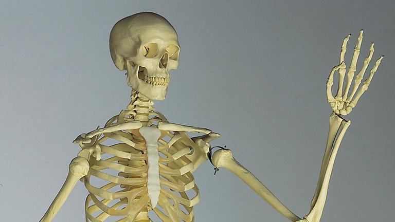 Menschliches Skelett 