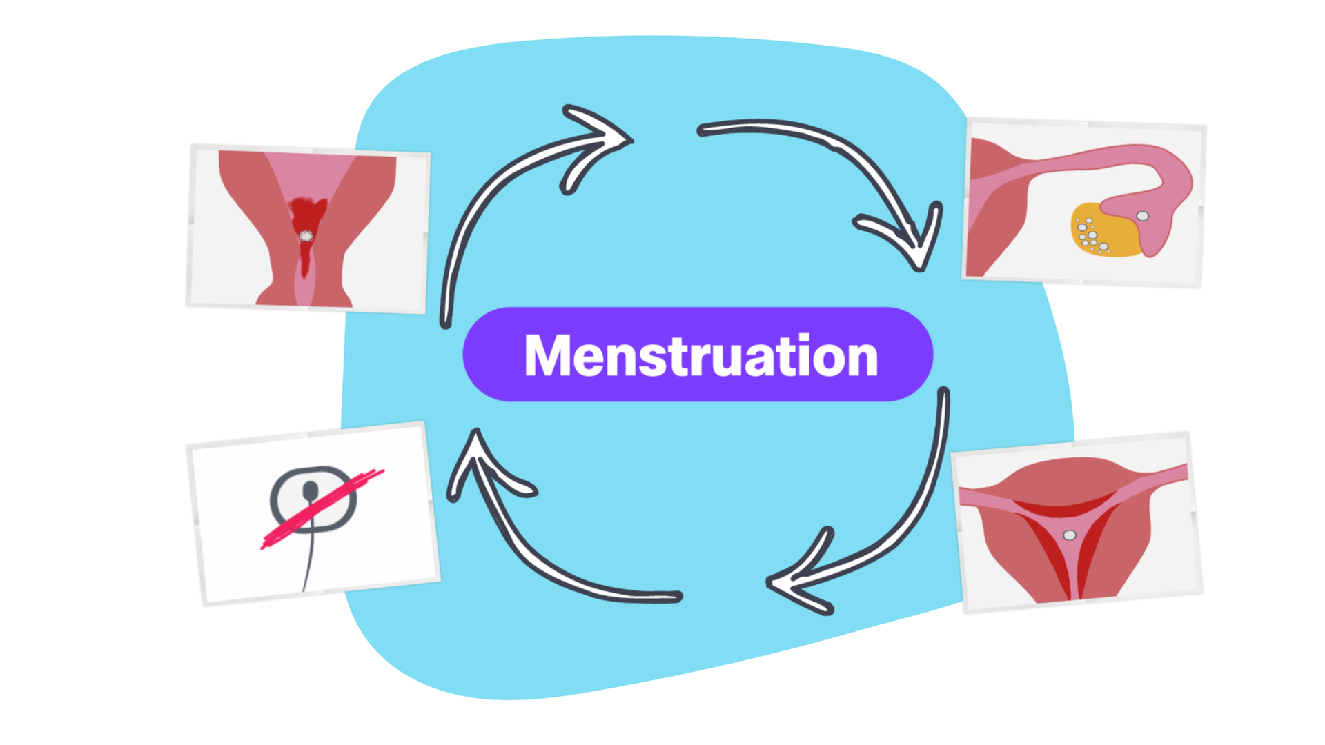 Bilder zur Menstruation