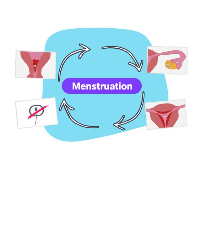 Bilder zur Menstruation
