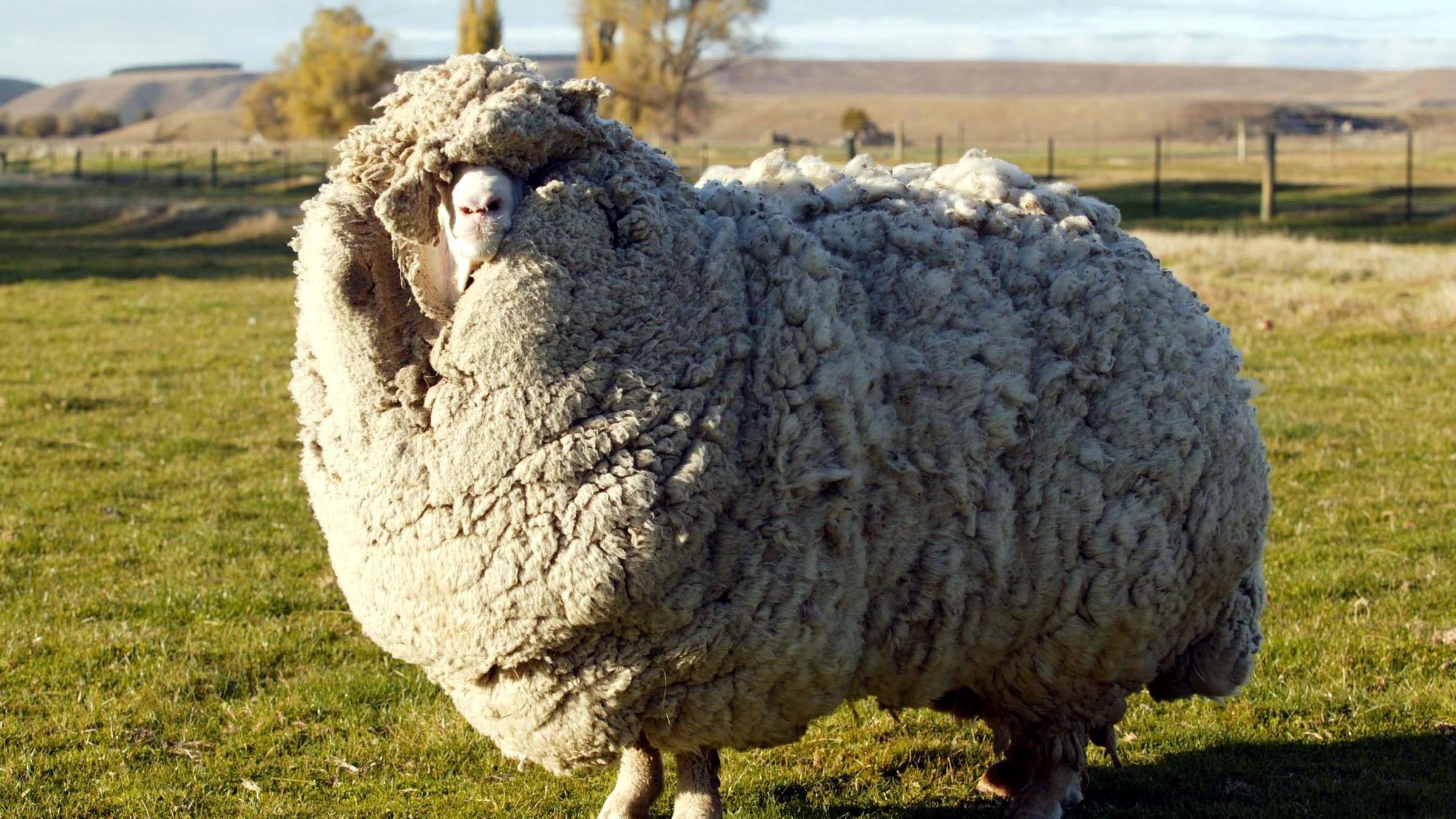 Merinoschaf Shrek