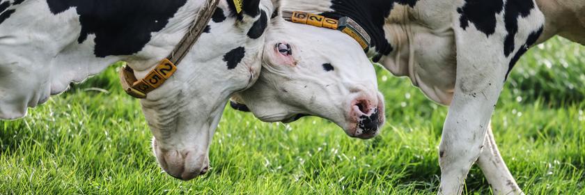 Milchkühe beim ersten Weidegang in Leverkusen