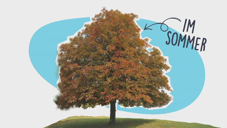 Erklärgrafik Miniermotte