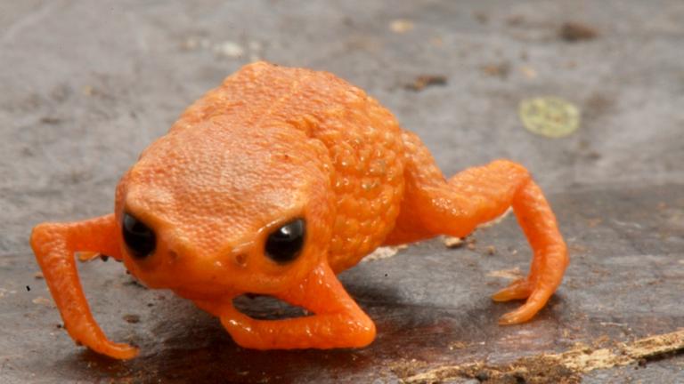  Auf diesem von der staatlichen Universität UNESP von Sao Paulo zur Verfügung gestellten undatierten Bild ist der leuchtend orangener Minifrosch «Brachycephalus lulai» zu sehen.